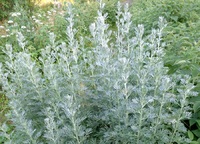 Palina pravá - Artemisia absinthium